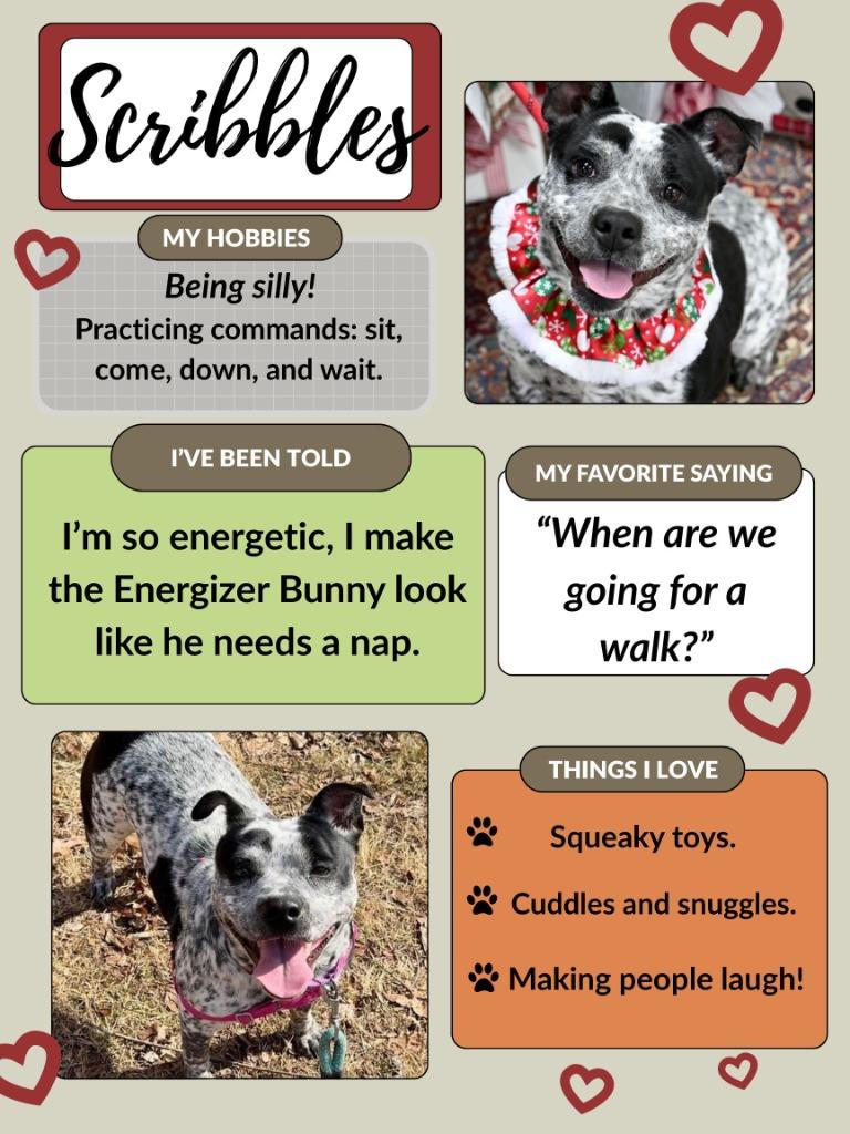 Enlarge Scribbles, a Adoptable mixed breed in Christiansburg, VA image 2/5