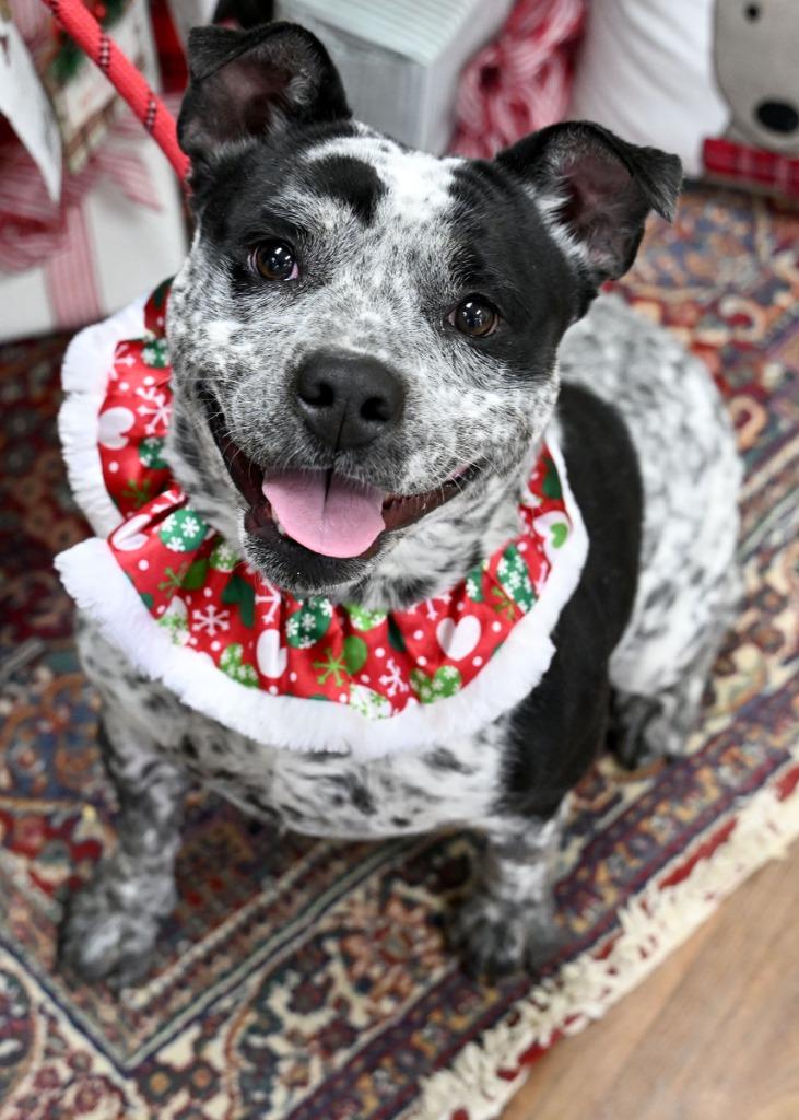 Enlarge Scribbles, a Adoptable mixed breed in Christiansburg, VA image 3/5