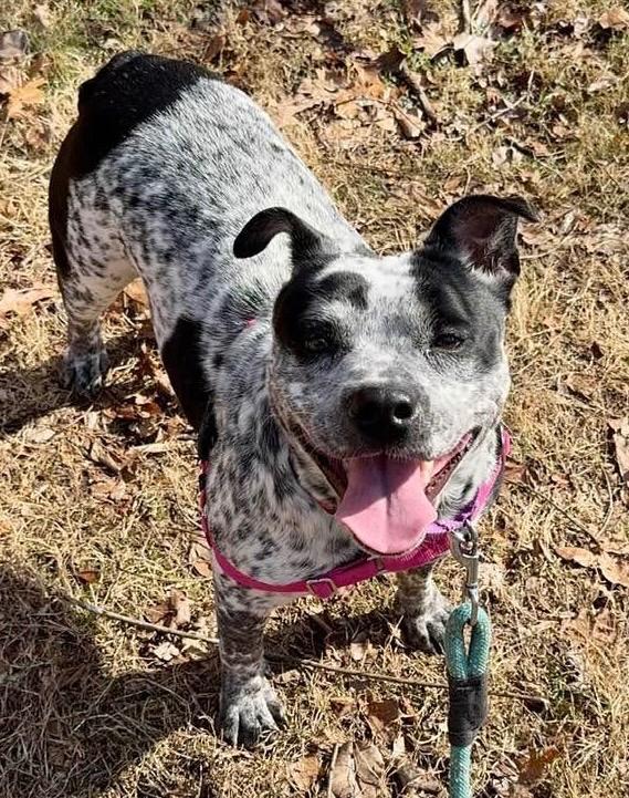 Enlarge Scribbles, a Adoptable mixed breed in Christiansburg, VA image 4/5