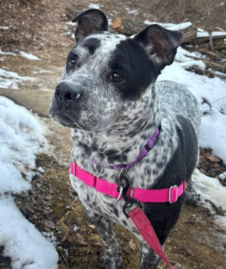 Enlarge Scribbles, a Adoptable mixed breed in Christiansburg, VA image 5/5