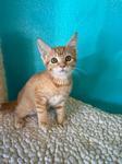 YoYo, an adopted Domestic Short Hair in Chico, CA image 3/4