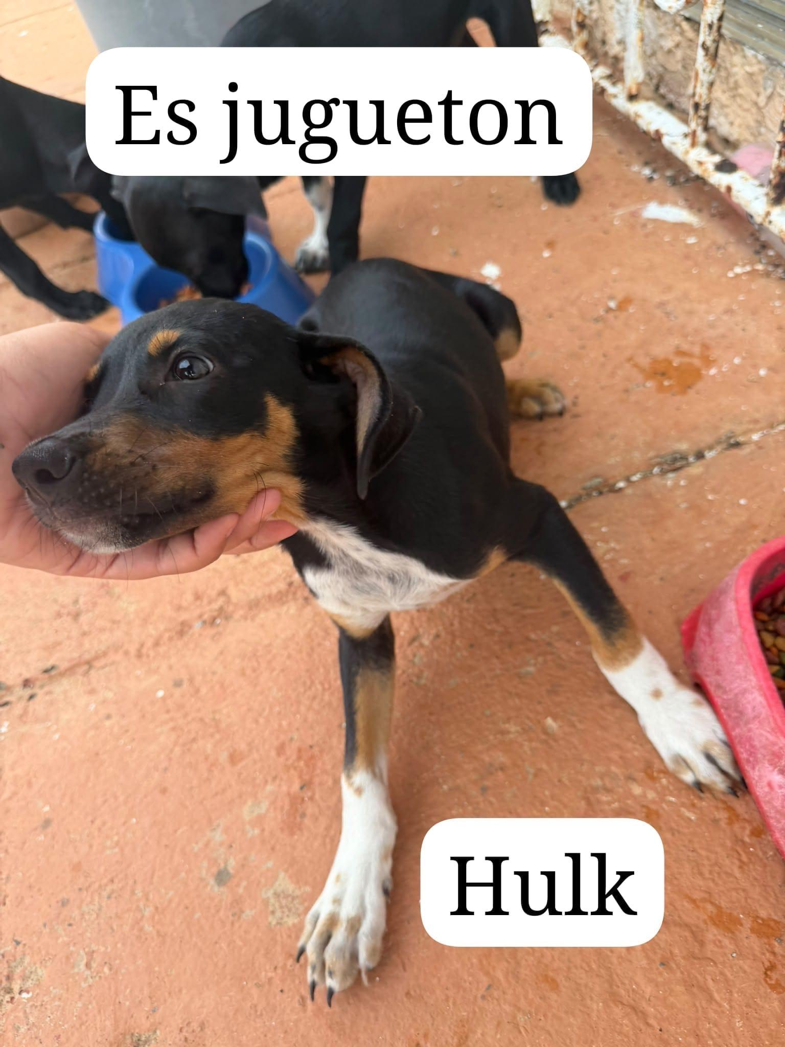 Hulk photo