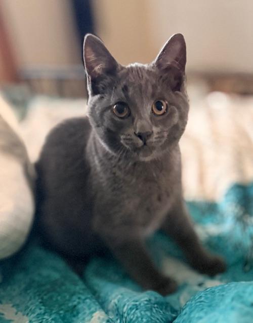 Minie, a Adoptable Domestic Short Hair in Ottawa, ON image 2/5