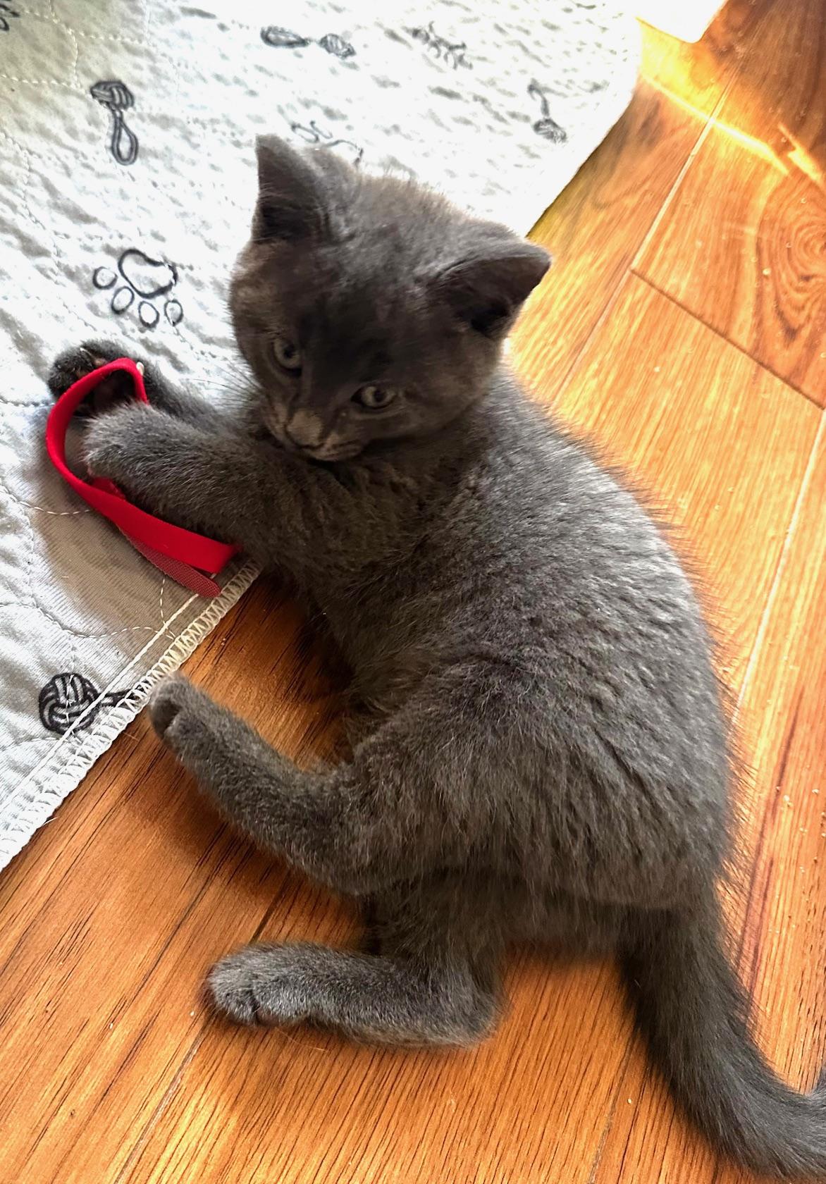 Minie, a Adoptable Domestic Short Hair in Ottawa, ON image 3/5