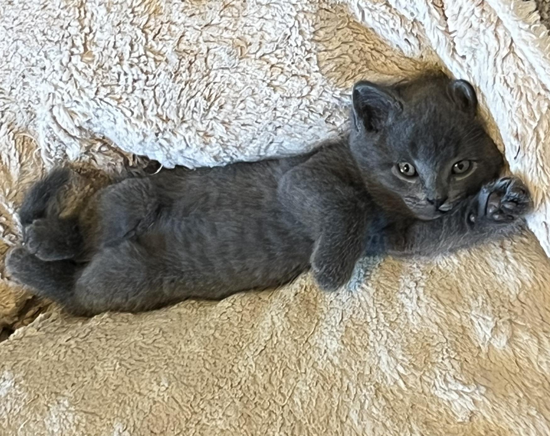 Minie, a Adoptable Domestic Short Hair in Ottawa, ON image 5/5