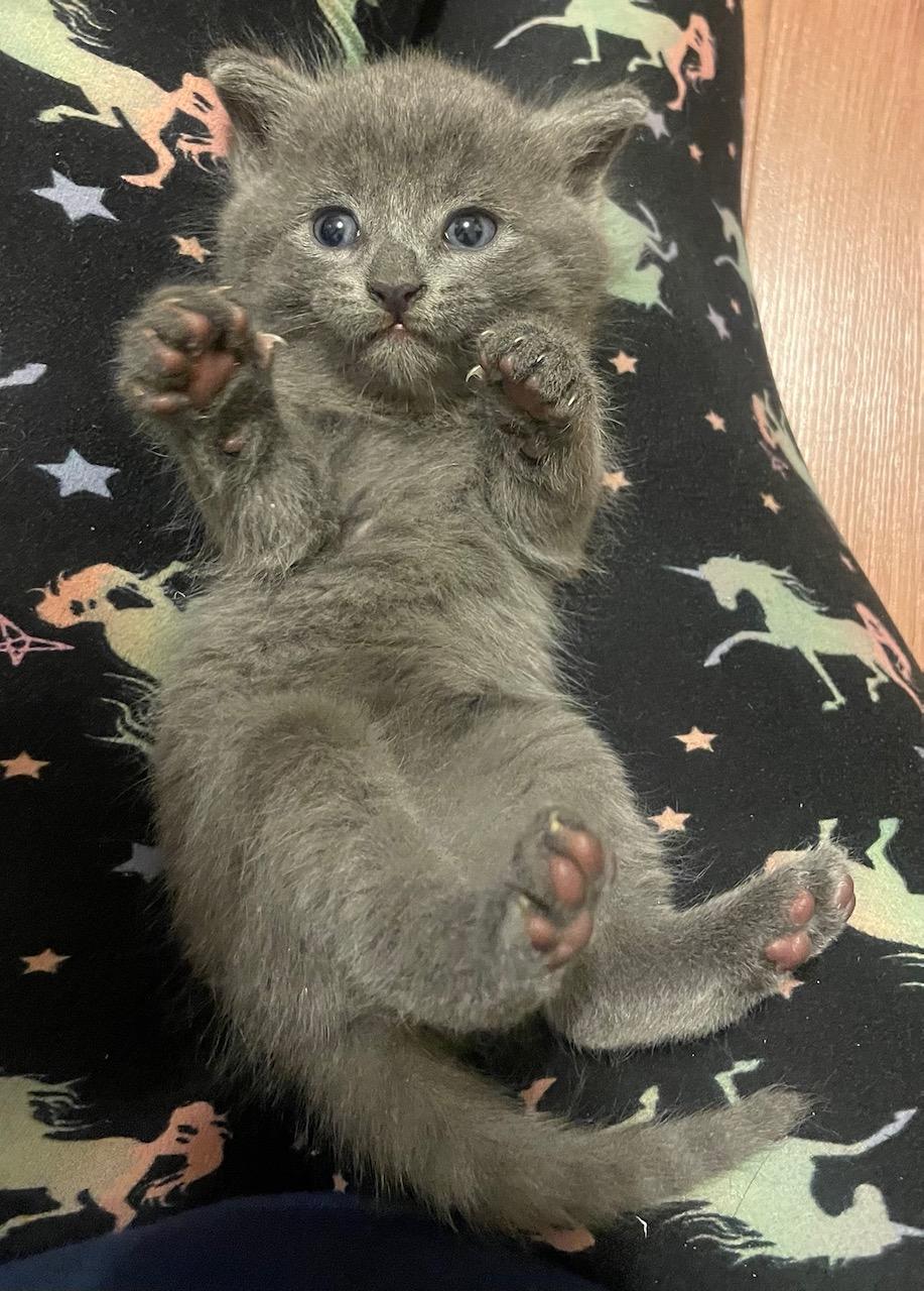 Minie, a Adoptable Domestic Short Hair in Ottawa, ON image 4/5