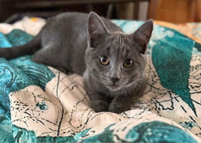Minie, a Adoptable Domestic Short Hair in Ottawa, ON image 1/5
