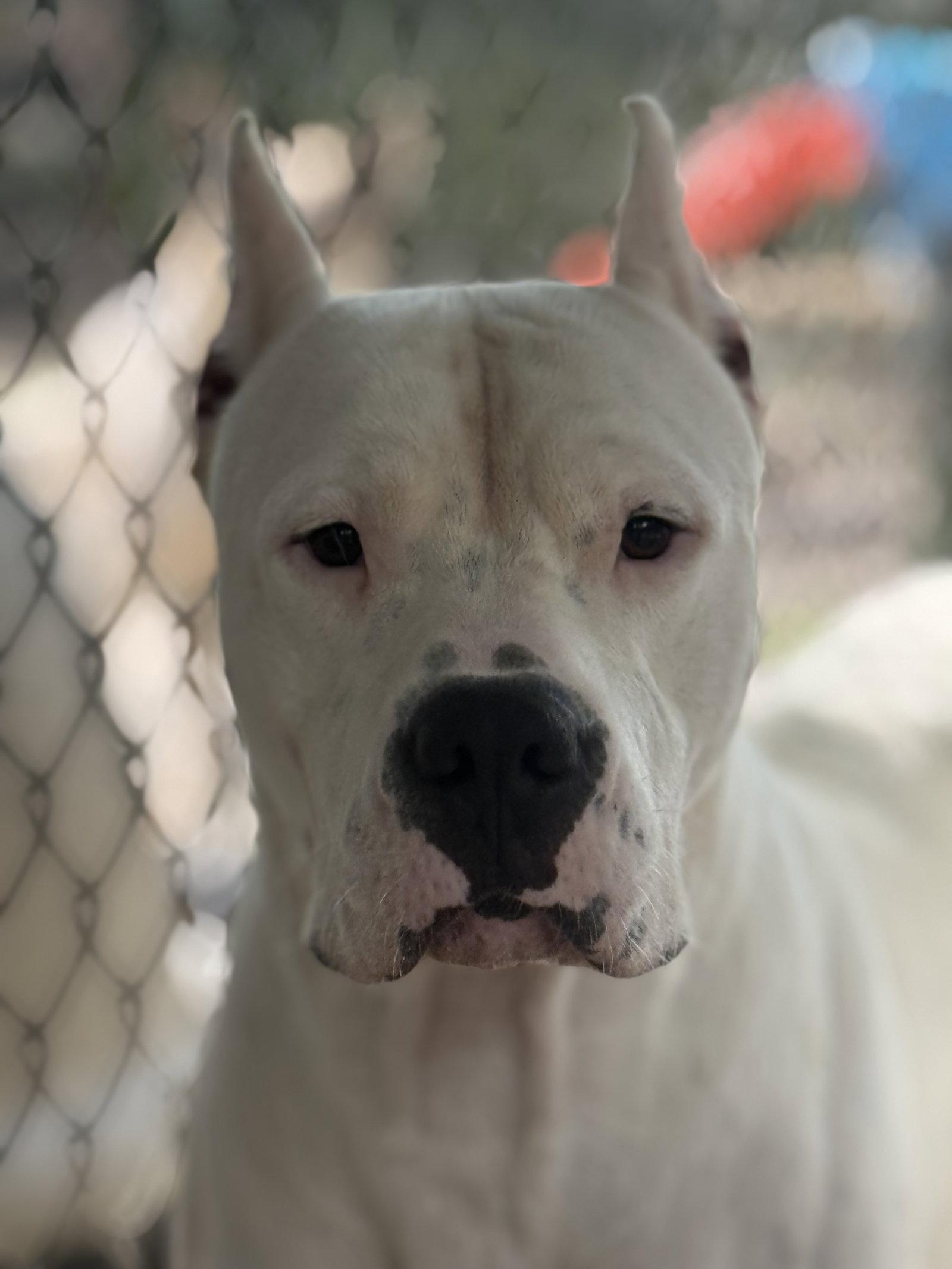 Carsen, Adoptable, Adult Male Dogo Argentino.
