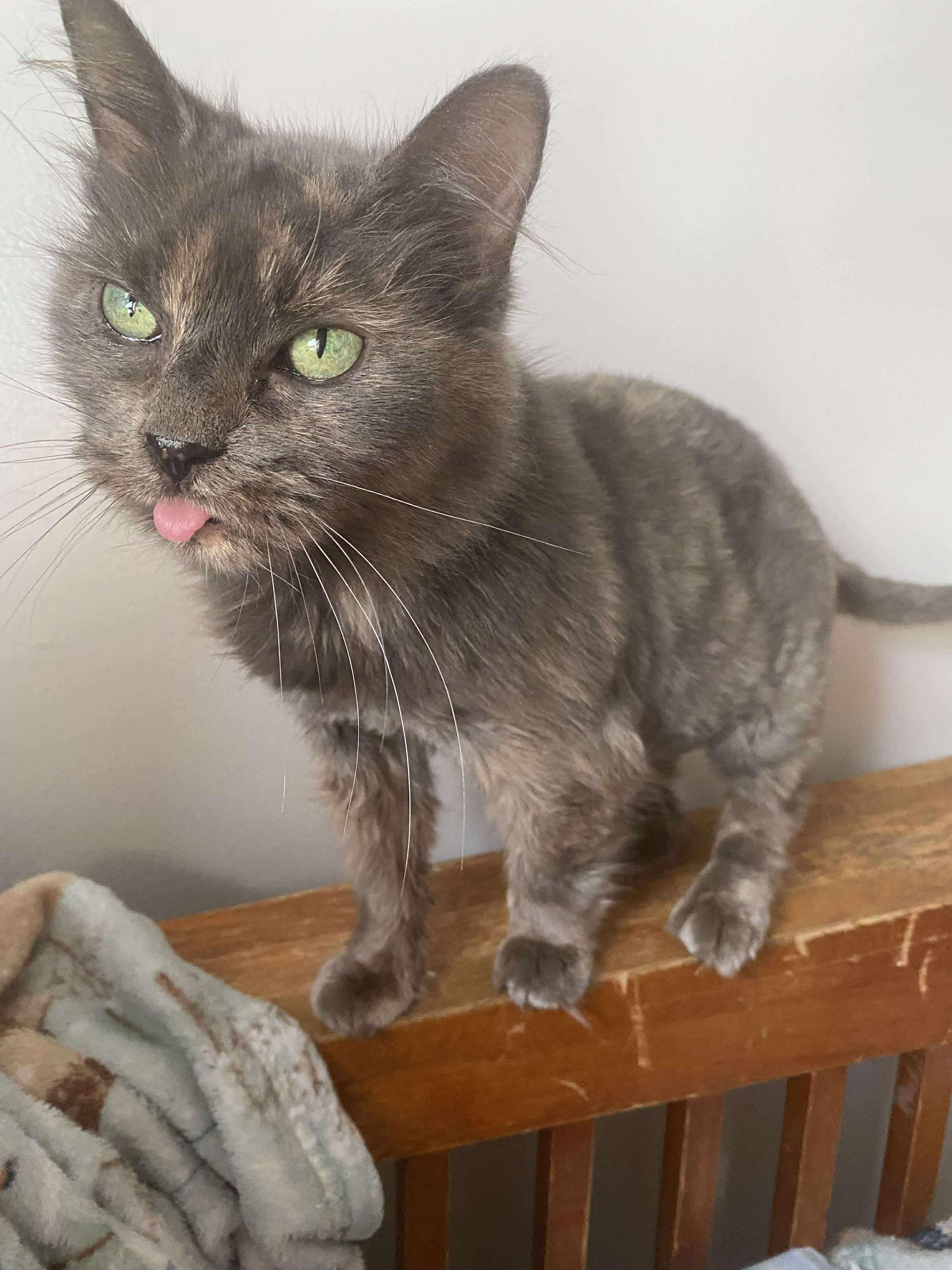 Grizza Bear, a Adoptable Domestic Medium Hair in Farmington Hills, MI image 1/4