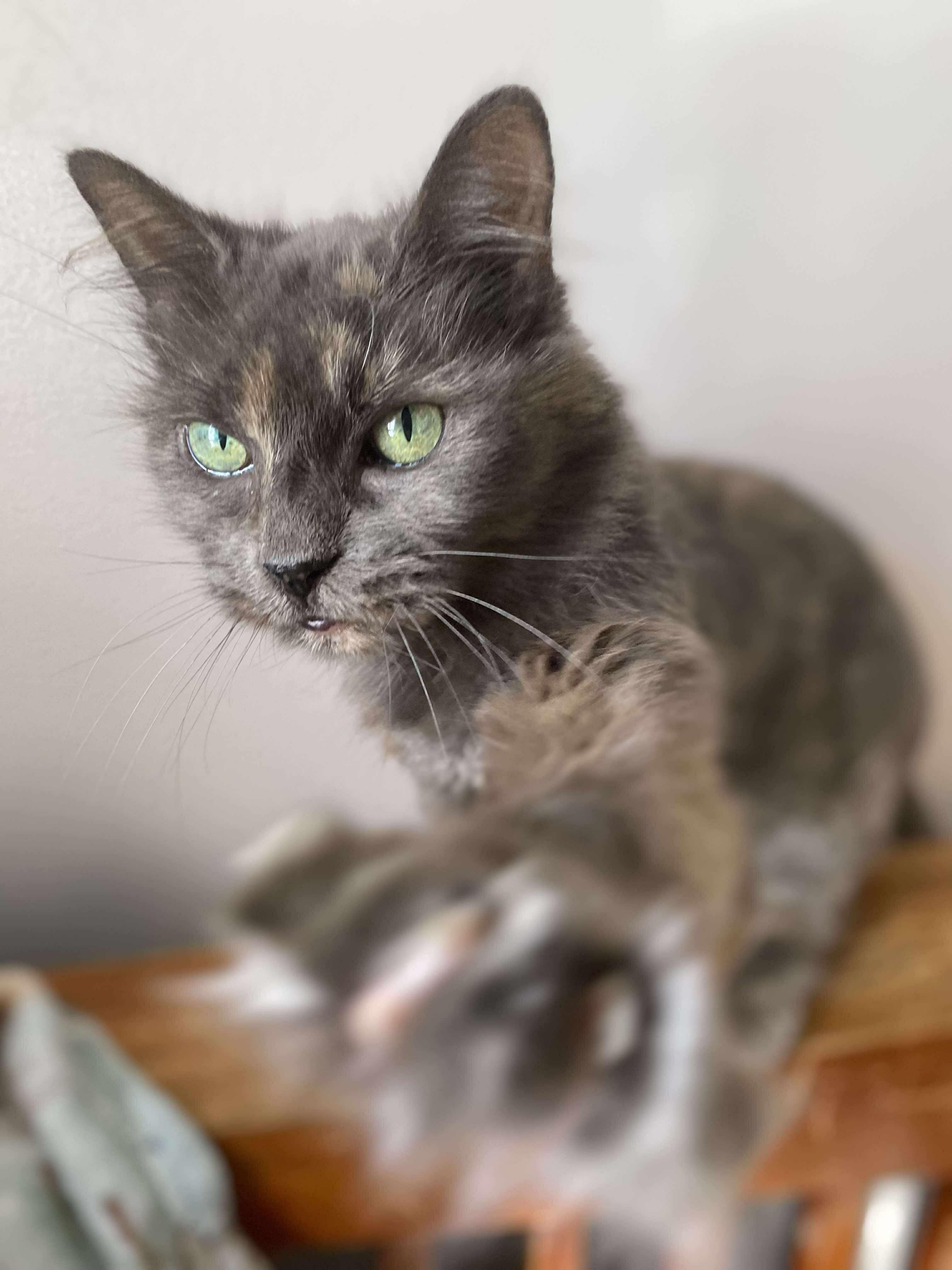 Grizza Bear, a Adoptable Domestic Medium Hair in Farmington Hills, MI image 4/4