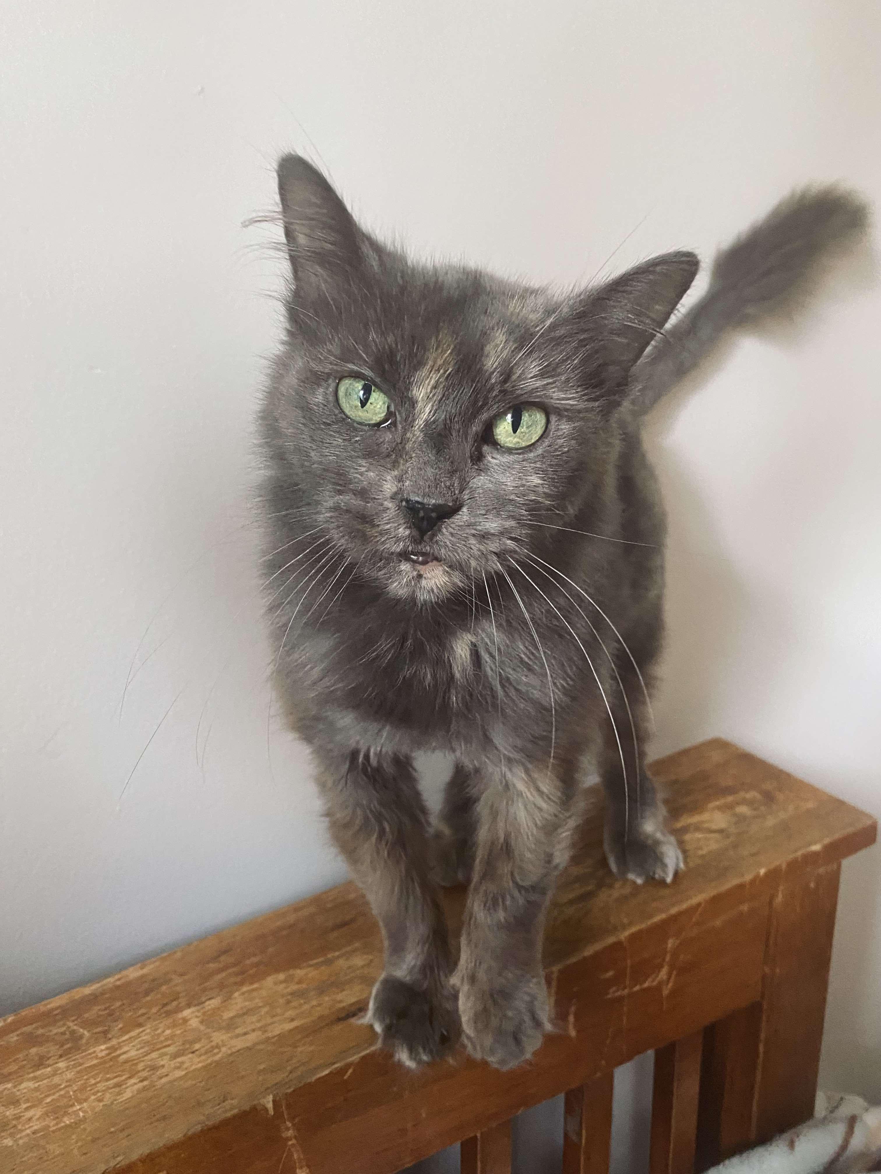 Grizza Bear, Adoptable, Senior Female Domestic Medium Hair.