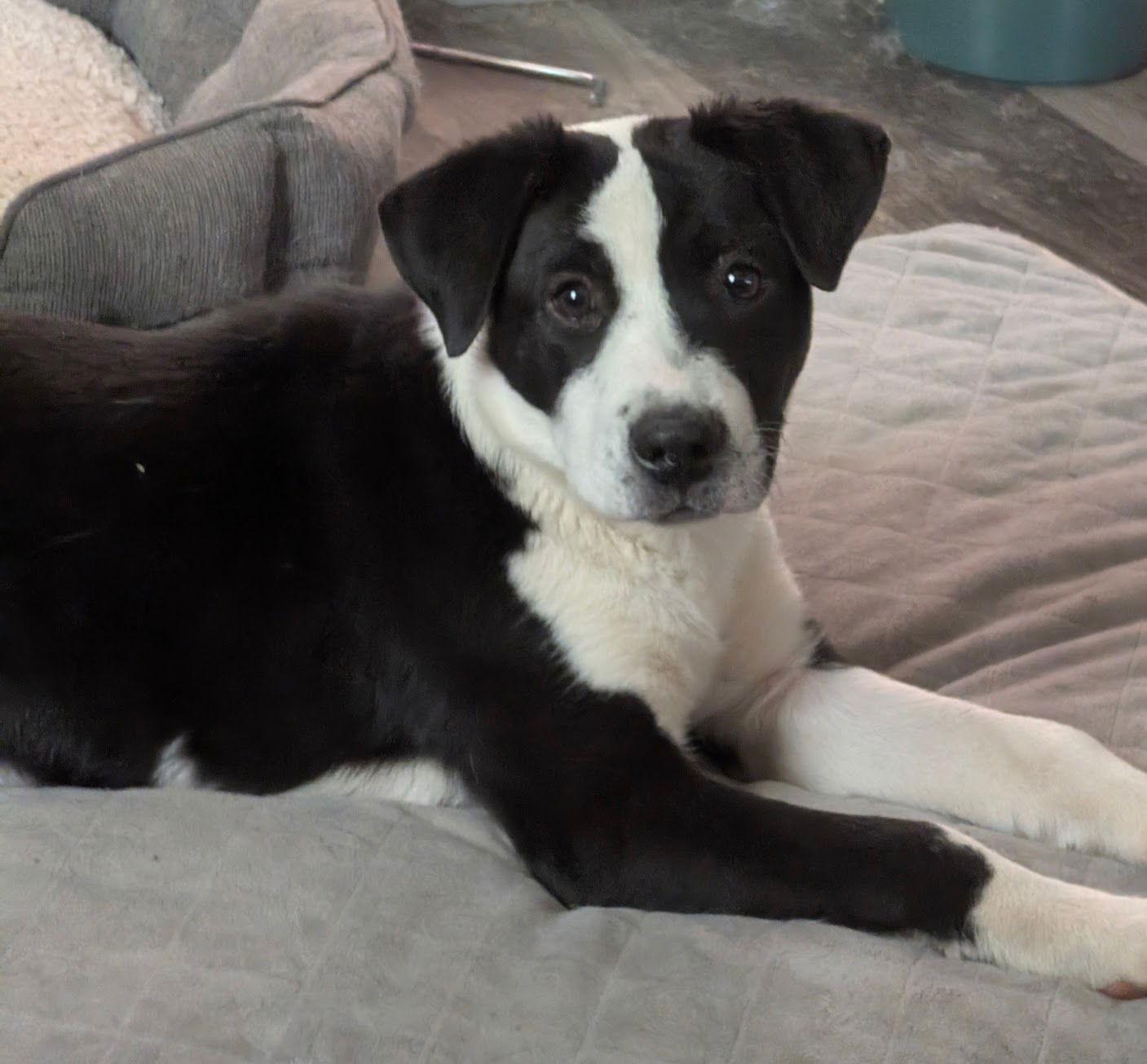 Caleb, Adoptable, Puppy Male Border Collie.