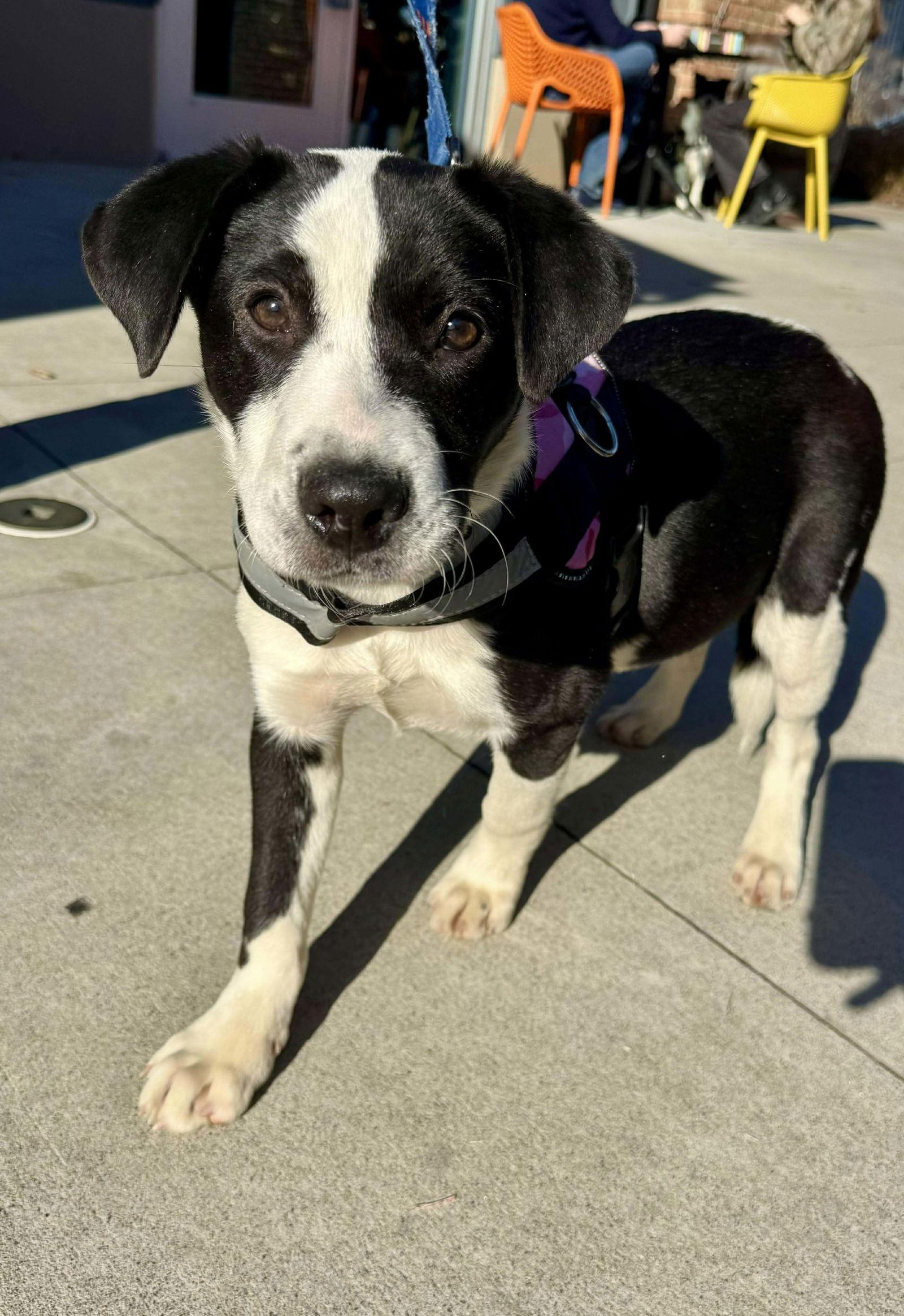 Enlarge Caleb, a Adoptable Border Collie in Charlotte, NC image 2/3
