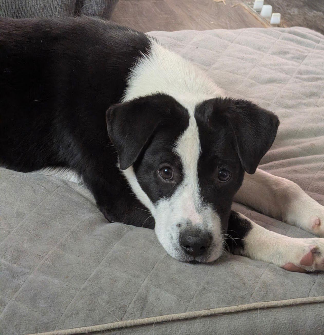 Enlarge Caleb, a Adoptable Border Collie in Charlotte, NC image 3/3