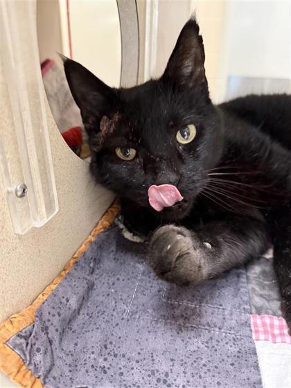 Stanley, Adoptable, Senior Male Domestic Short Hair & Domestic Short Hair.