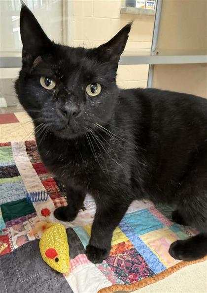 Enlarge Stanley, a Adoptable mixed breed in Hutchinson, KS image 2/3