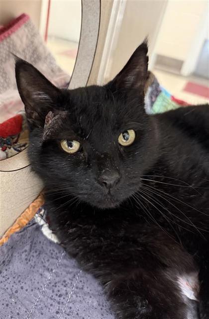 Enlarge Stanley, a Adoptable mixed breed in Hutchinson, KS image 3/3