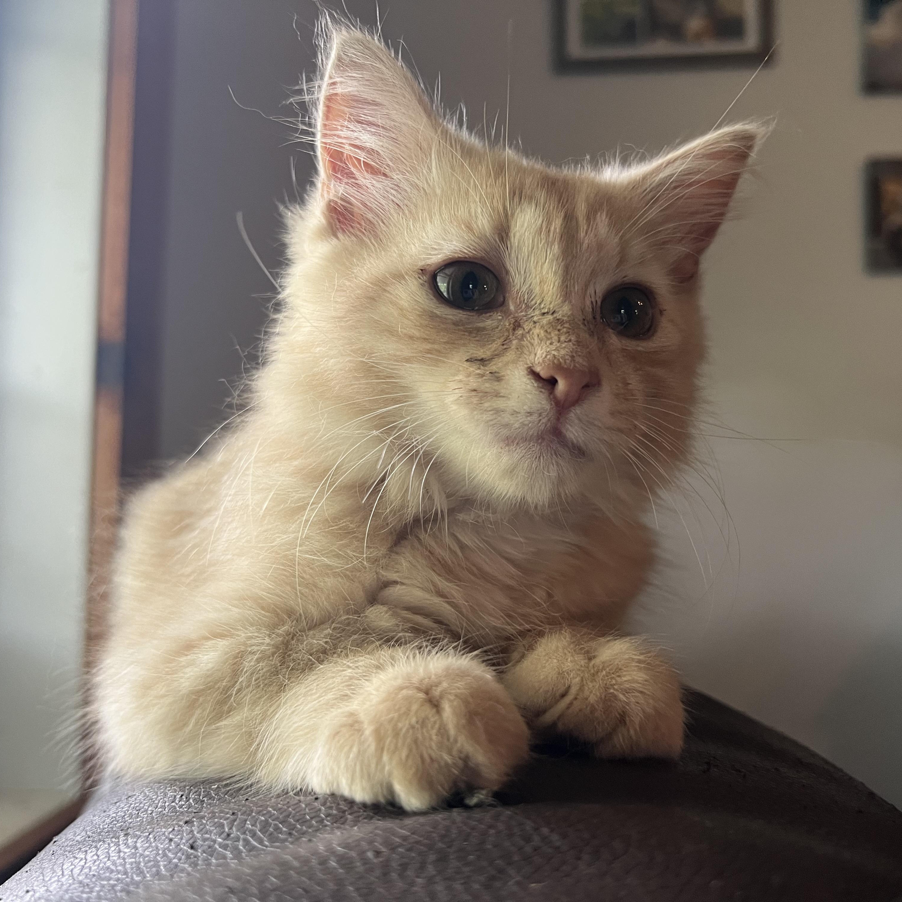 Athena, a Adopted Domestic Long Hair in Berkeley Springs, WV image 1/4