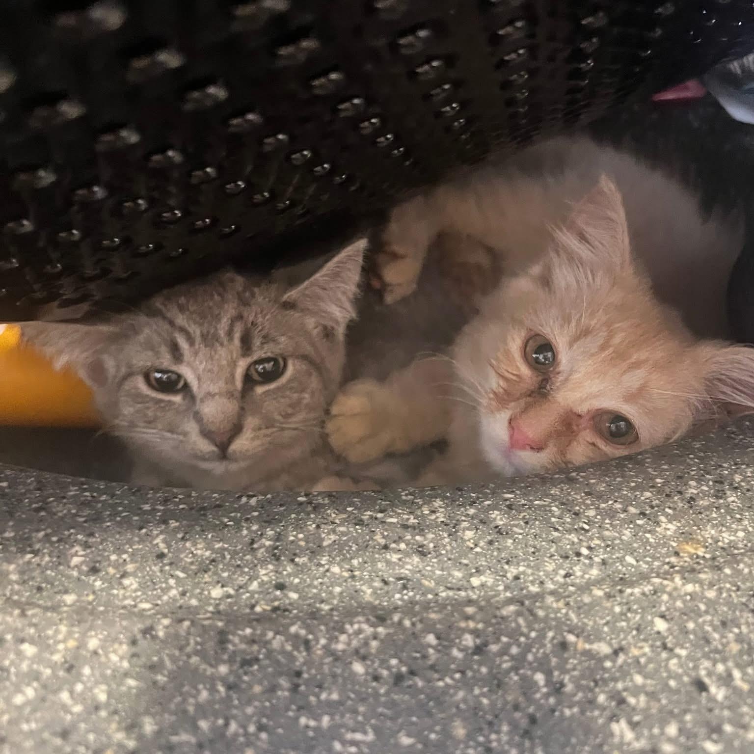 Athena, a Adopted Domestic Long Hair in Berkeley Springs, WV image 4/4