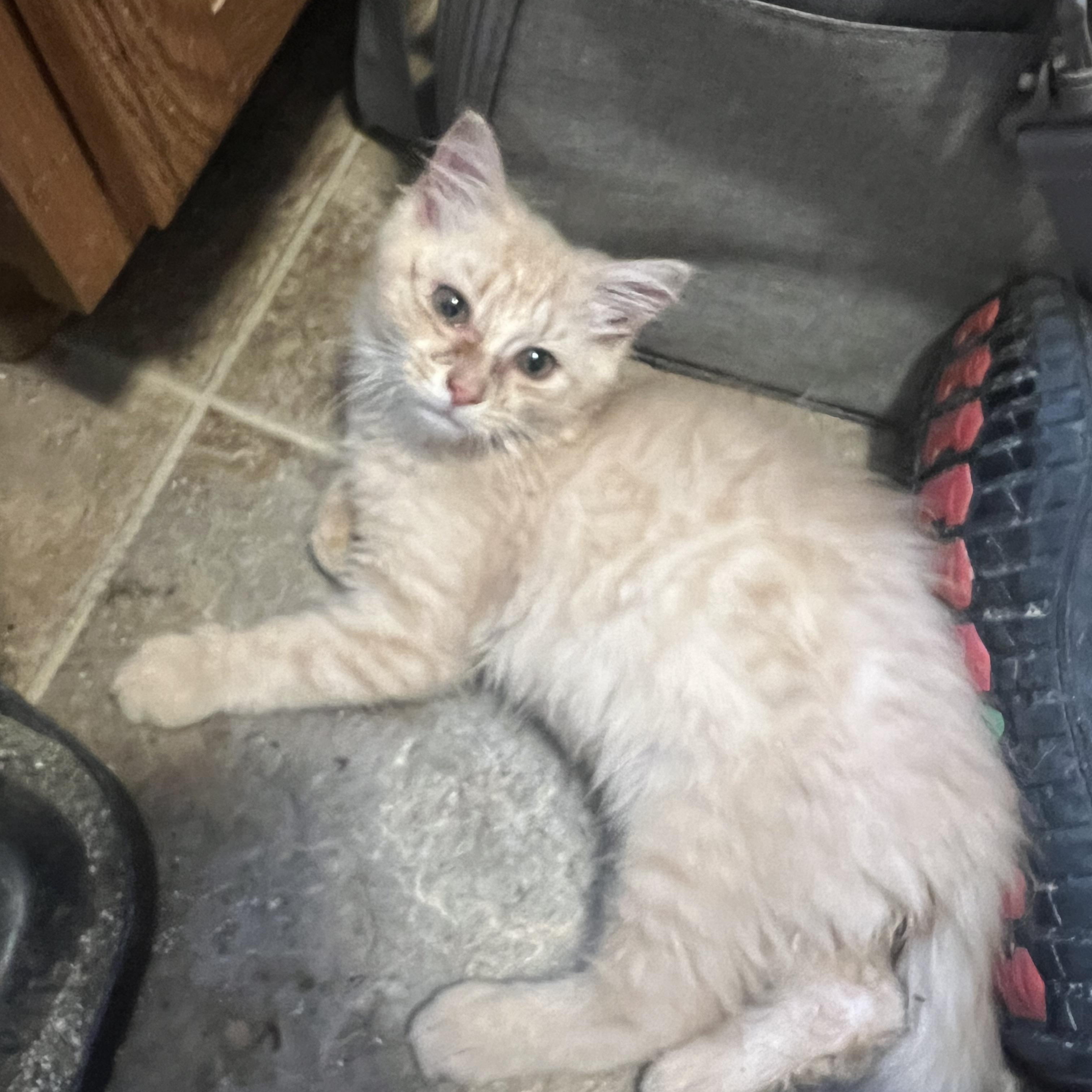 Athena, a Adopted Domestic Long Hair in Berkeley Springs, WV image 3/4