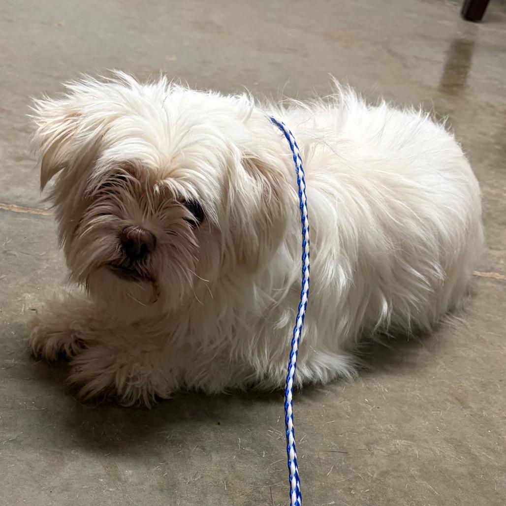 Ruby, Adoptable, Senior Female Maltese & Mixed Breed.