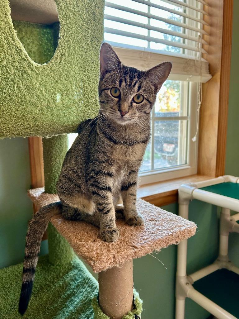 Twig, Adoptable, Young Female Domestic Short Hair.