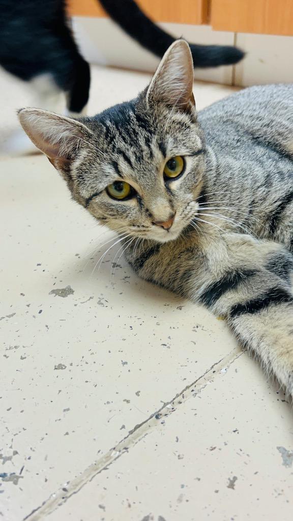 Enlarge Twig, a Adoptable mixed breed in West Union, OH image 3/3