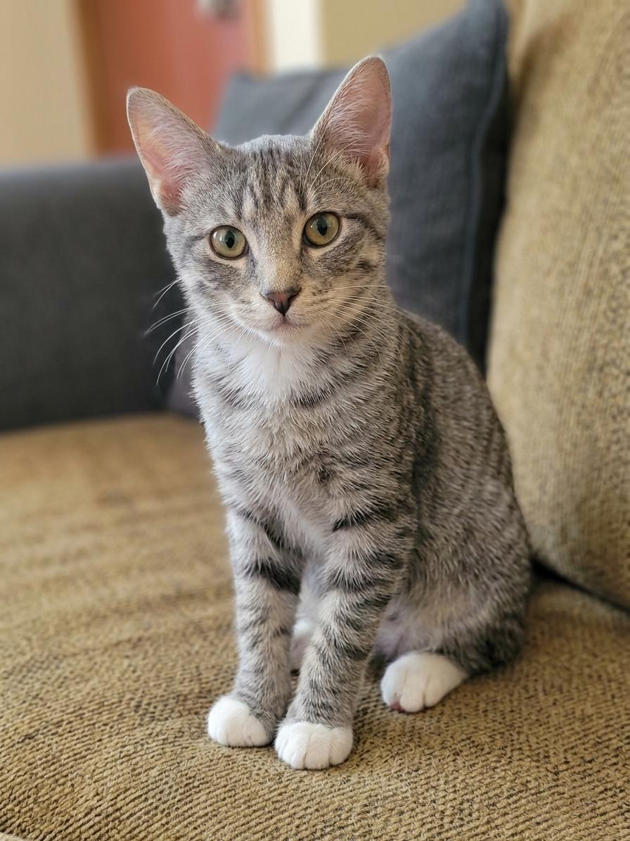 Enlarge Clove - Playful kitten, a Adoptable Domestic Short Hair in Eagle, WI image 3/5