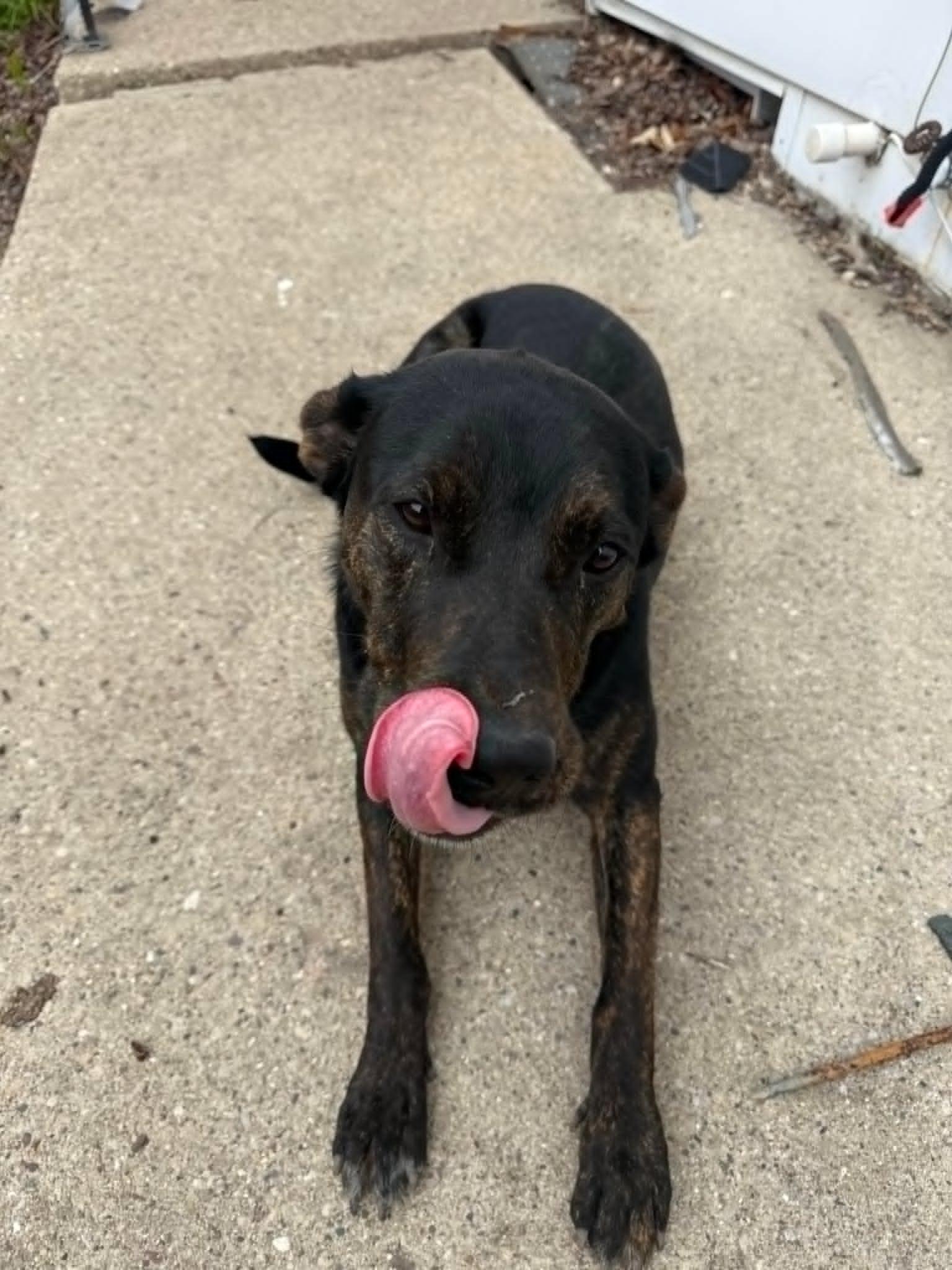 Enlarge Kiwi, an adopted mixed breed in Watertown, WI image 3/3
