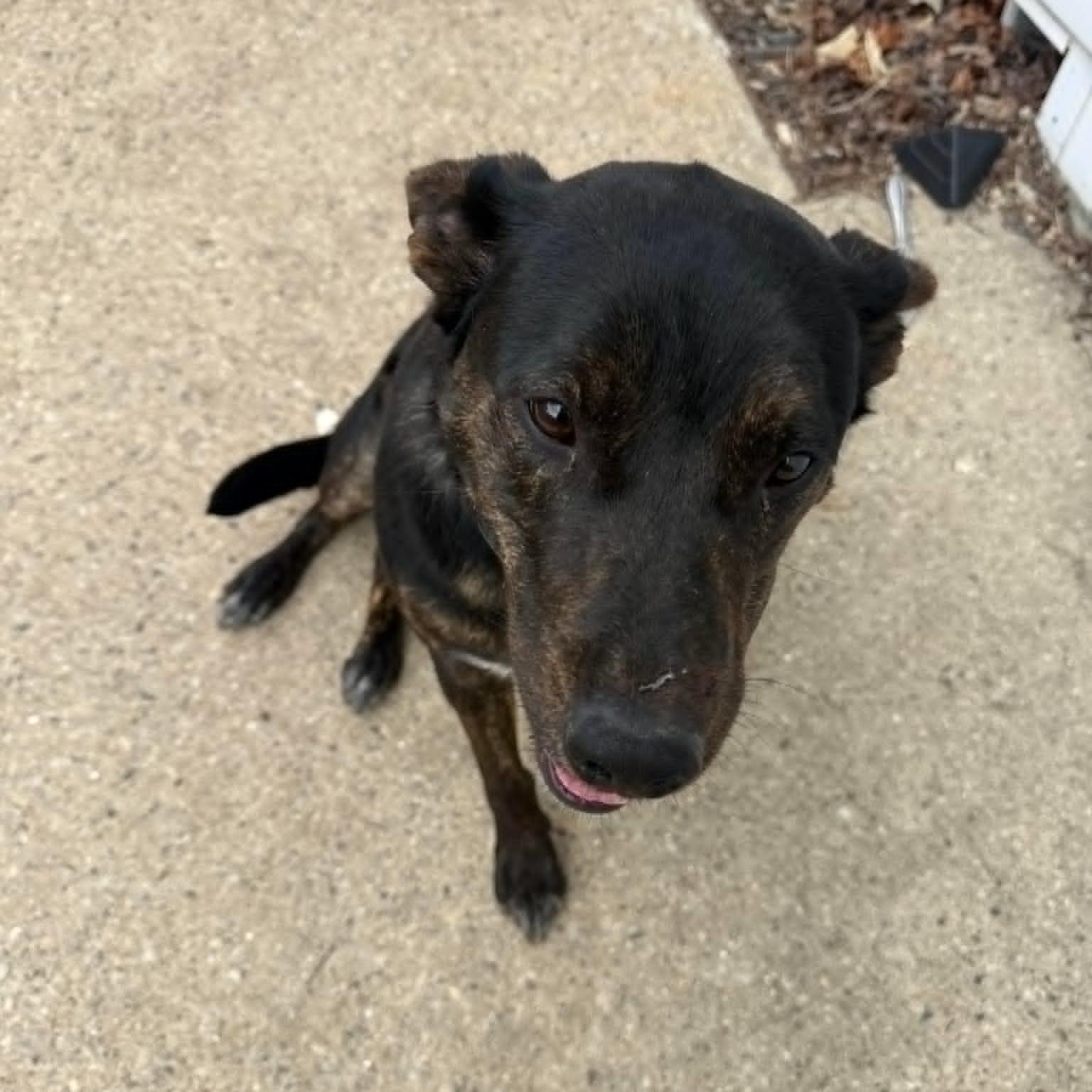 Enlarge Kiwi, an adopted mixed breed in Watertown, WI image 1/3