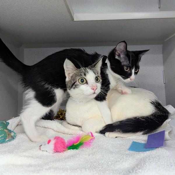 Queeny — thumbnail 2