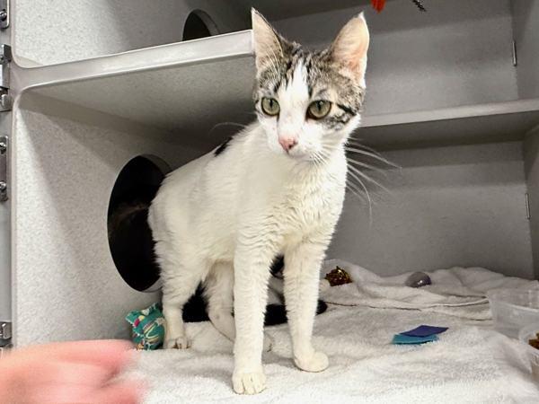 Queeny — thumbnail 3