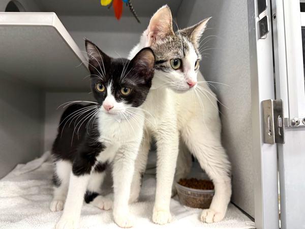 Queeny — thumbnail 4