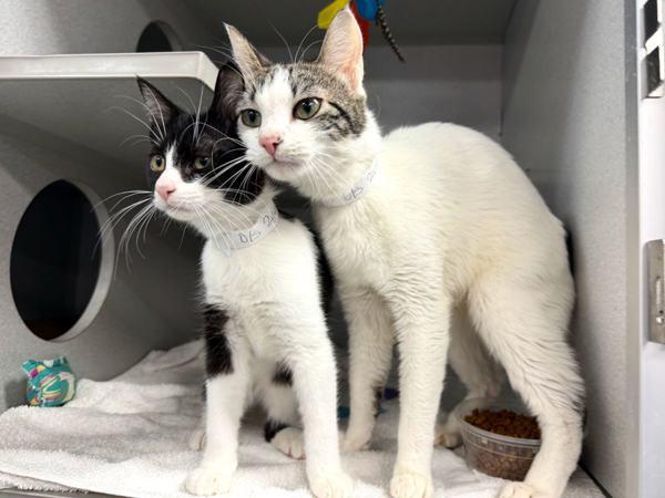 Queeny — thumbnail 5