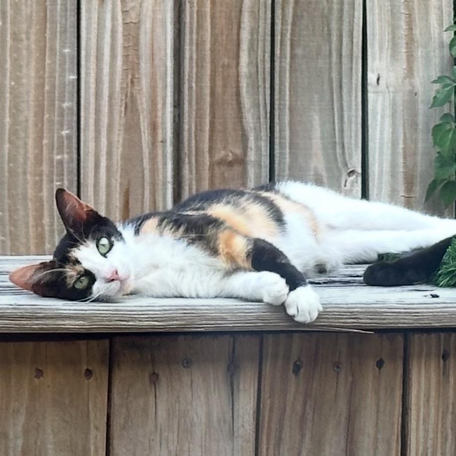 Enlarge Callie, a Adoptable Domestic Short Hair in Katy, TX image 1/1