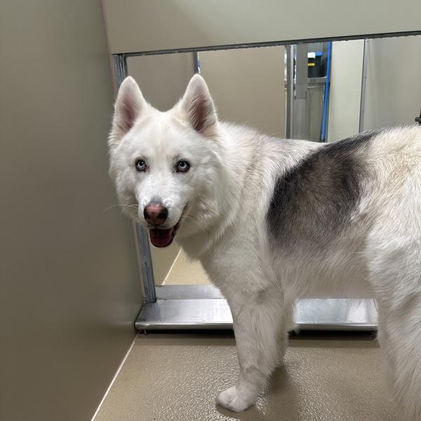 Enzo, a Adoptable mixed breed in Walnut Creek, CA image 2/2