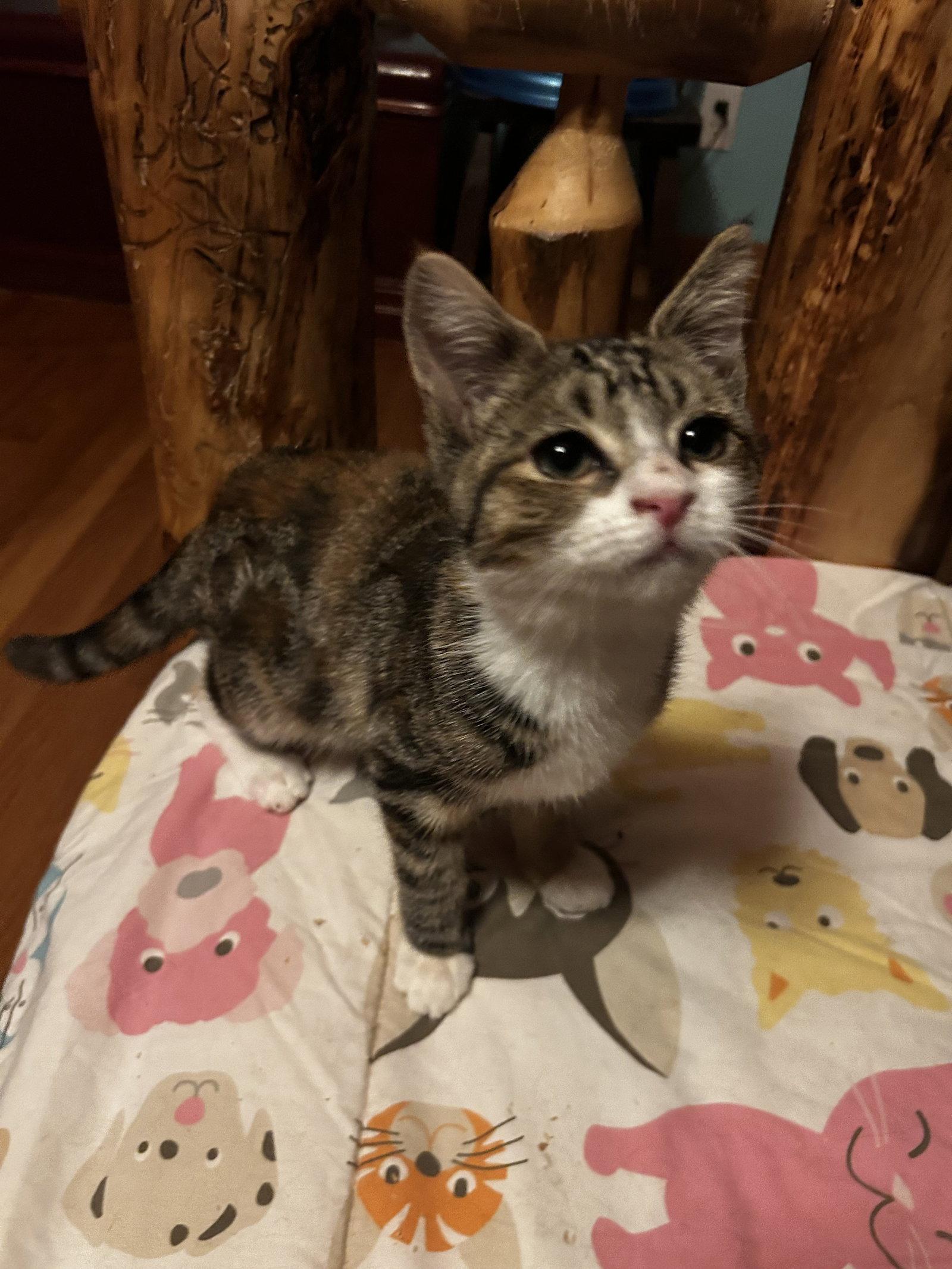 Junie, Adopted, Kitten Female Domestic Medium Hair.