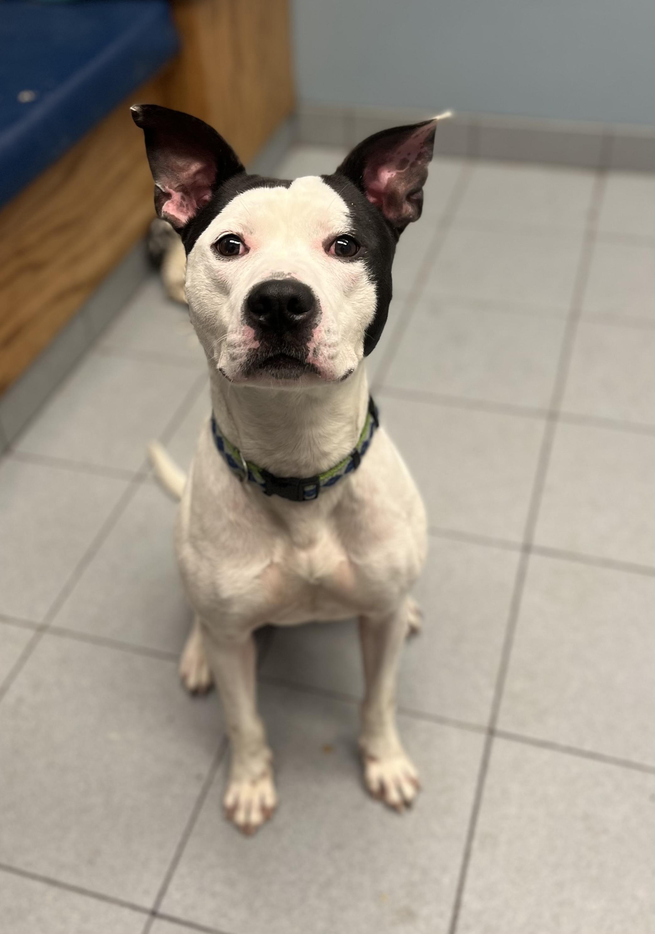 Ghost, Adoptable, Young Male Pit Bull Terrier.