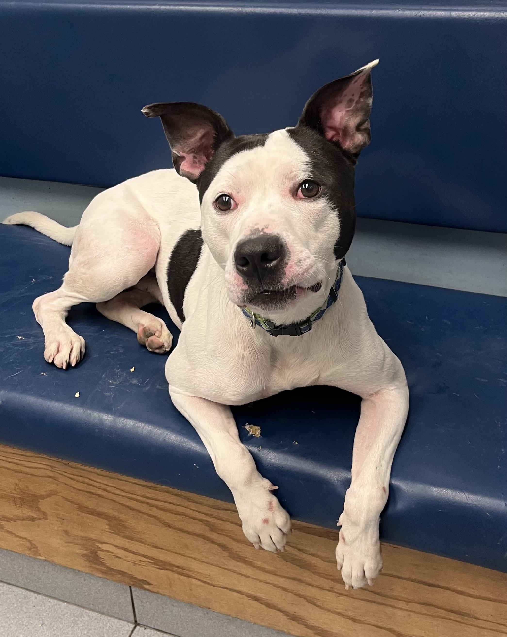 Ghost, a Adoptable mixed breed in Buffalo, NY image 2/5