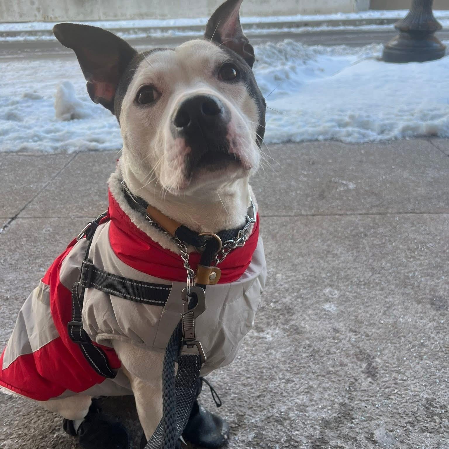 Enlarge Ghost, an adopted mixed breed in Buffalo, NY image 3/6