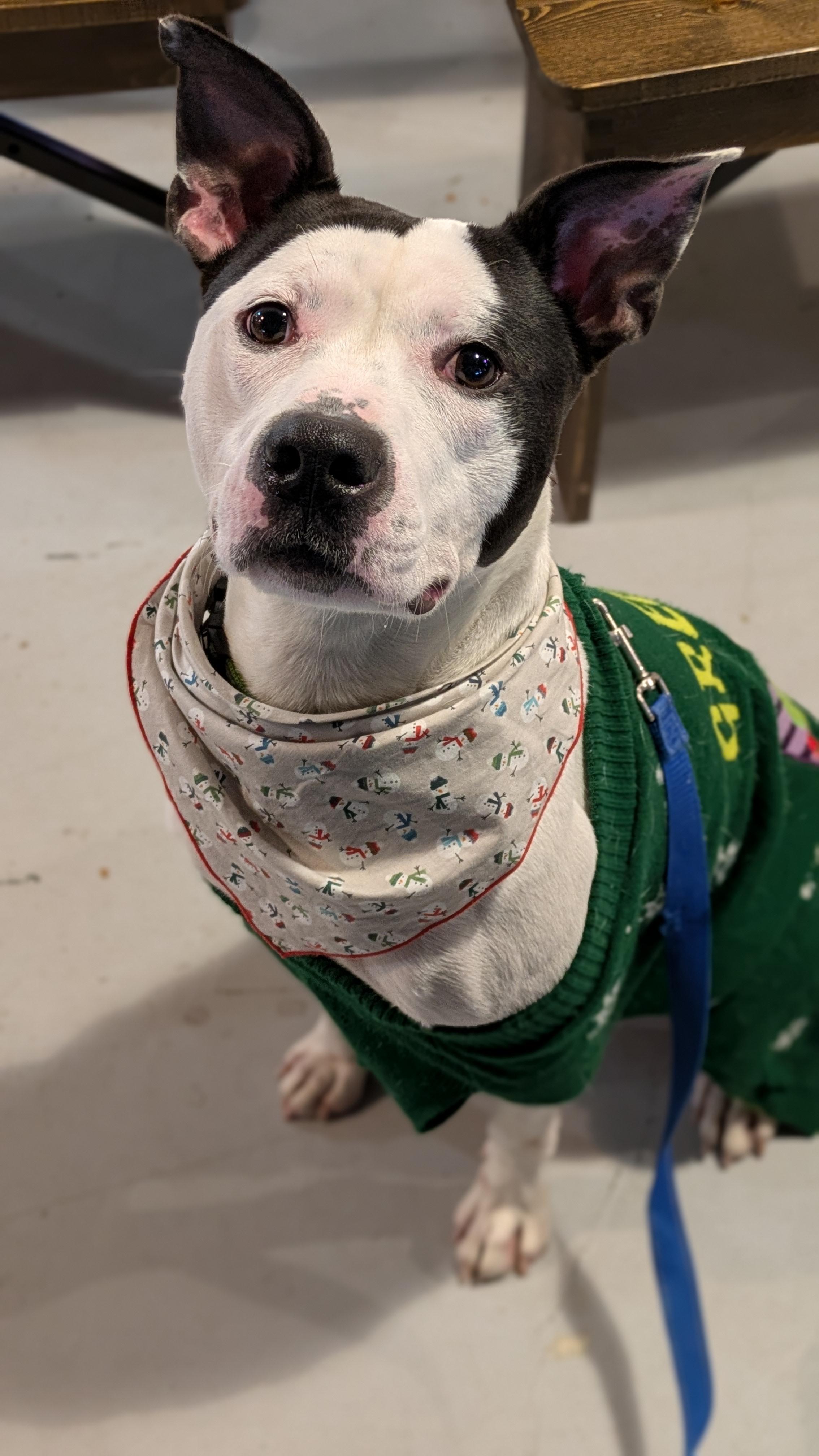 Ghost, a Adoptable mixed breed in Buffalo, NY image 4/5