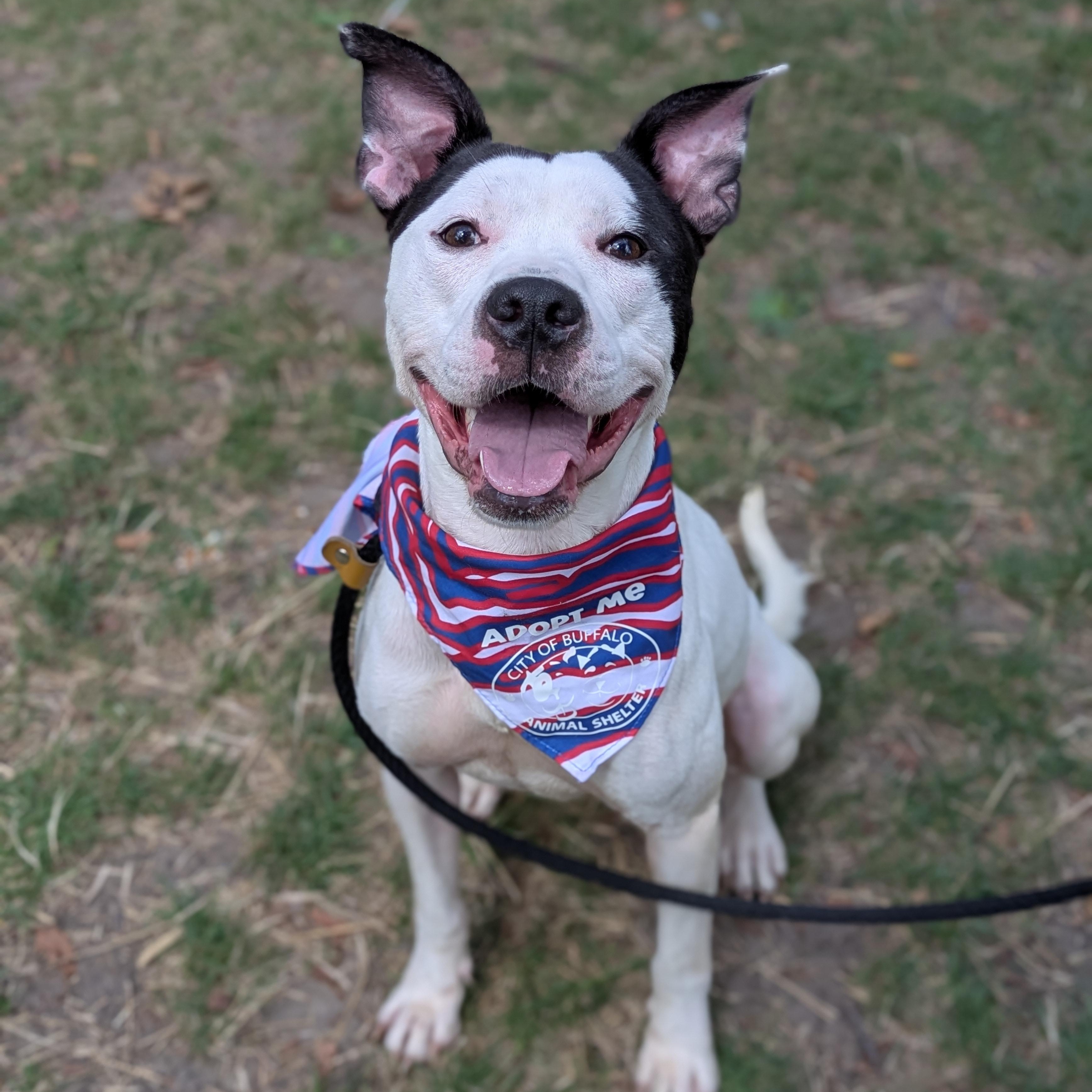 Ghost, a Adoptable mixed breed in Buffalo, NY image 3/5
