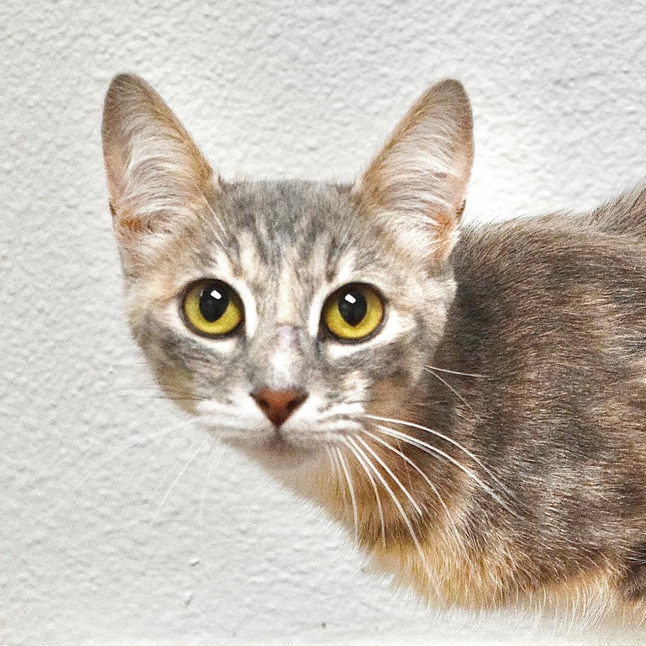 Enlarge Priscilla, a Adopted Domestic Short Hair in Dublin, CA image 2/2