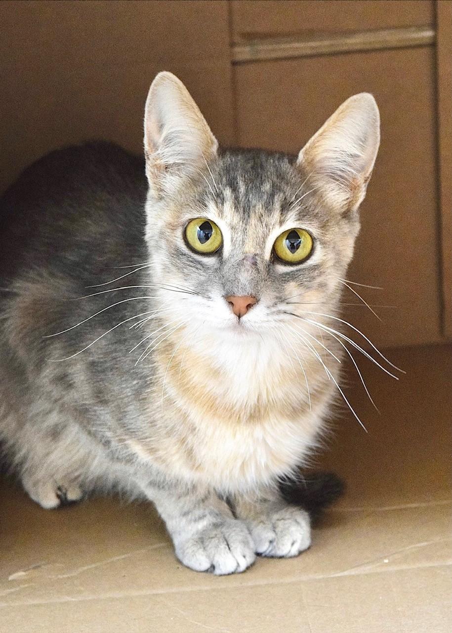Enlarge Priscilla, a Adopted Domestic Short Hair in Dublin, CA image 1/2