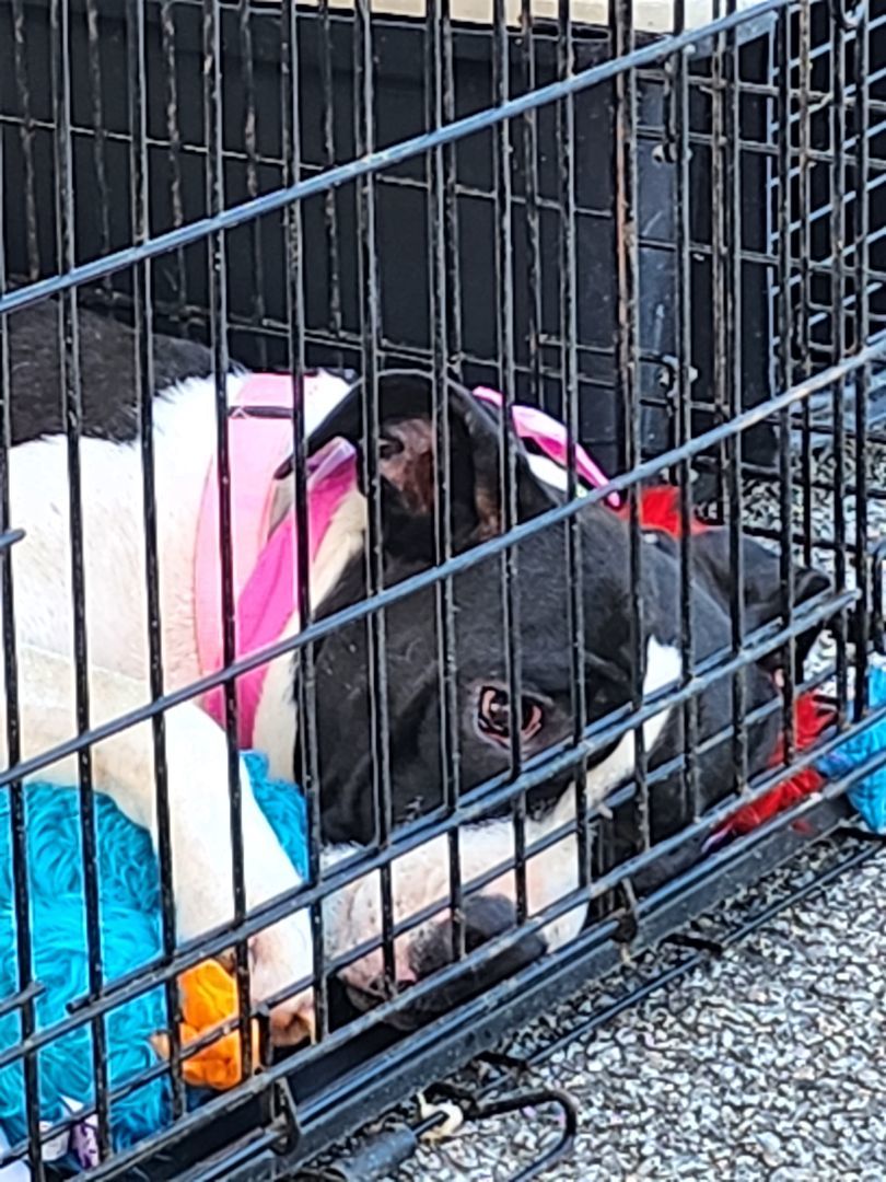 Summer, a Adoptable mixed breed in St. George, SC image 1/4