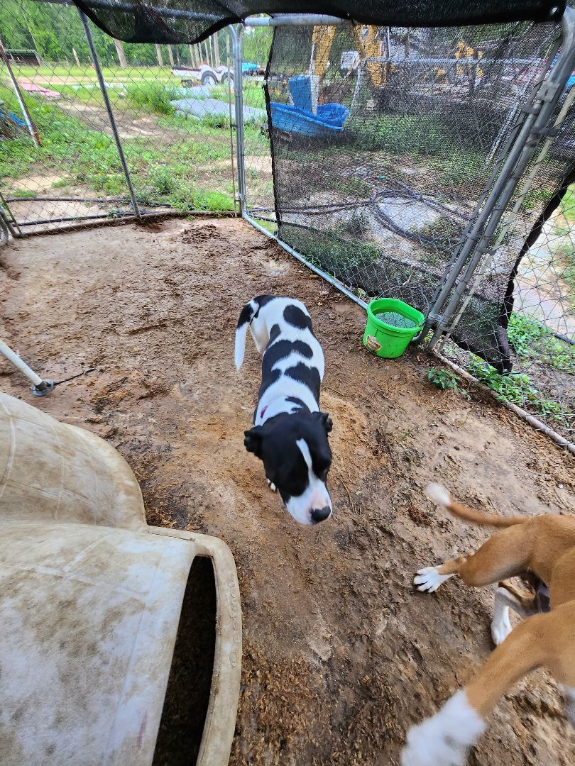 Summer, a Adoptable mixed breed in St. George, SC image 2/4