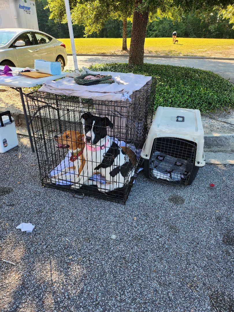 Summer, a Adoptable mixed breed in St. George, SC image 3/4