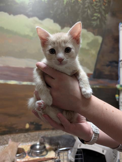 Enlarge HYPERION, a Adoptable Domestic Short Hair in Frisco, CO image 1/1