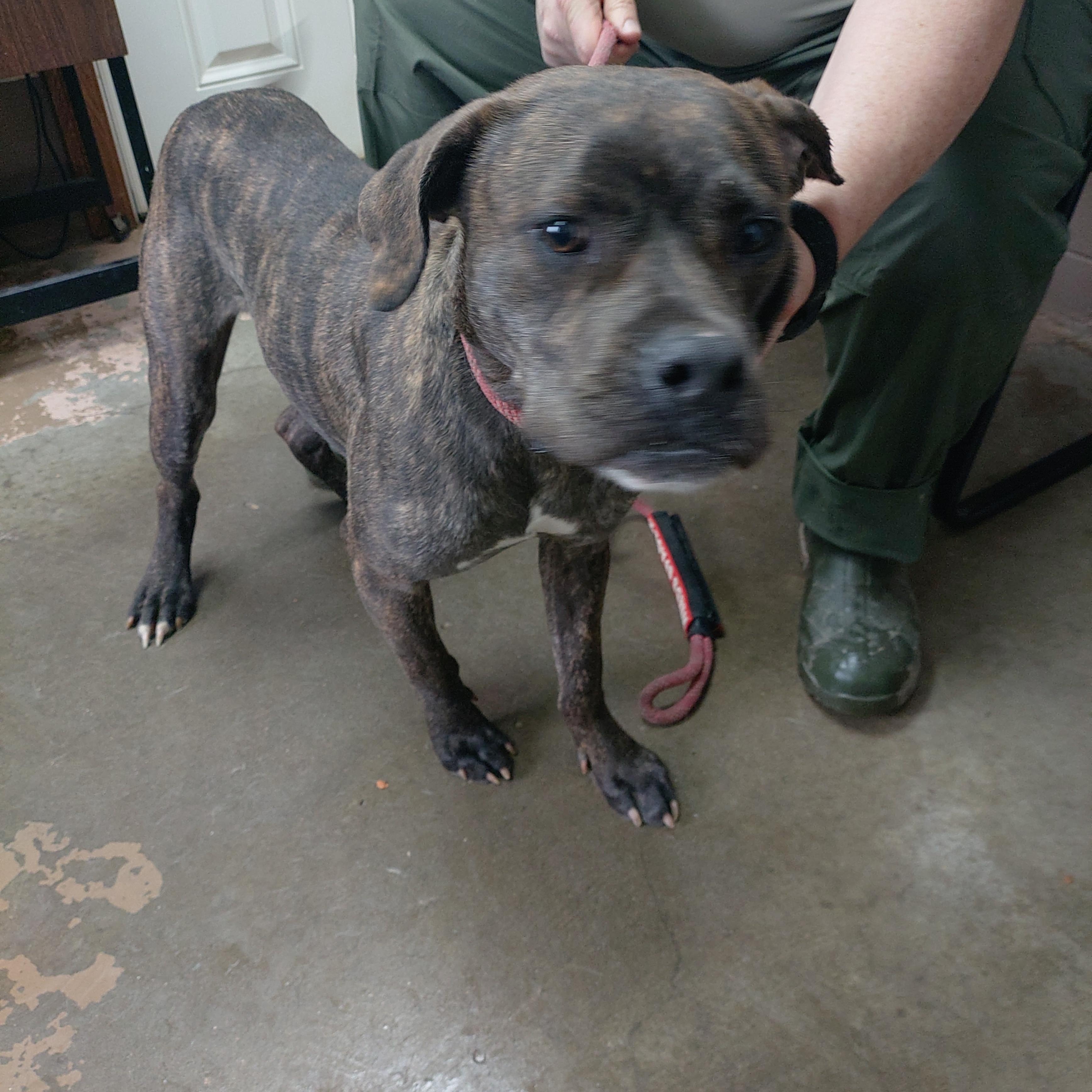 Enlarge 26-018, a ADOPTABLE mixed breed in Carrollton, OH image 1/1