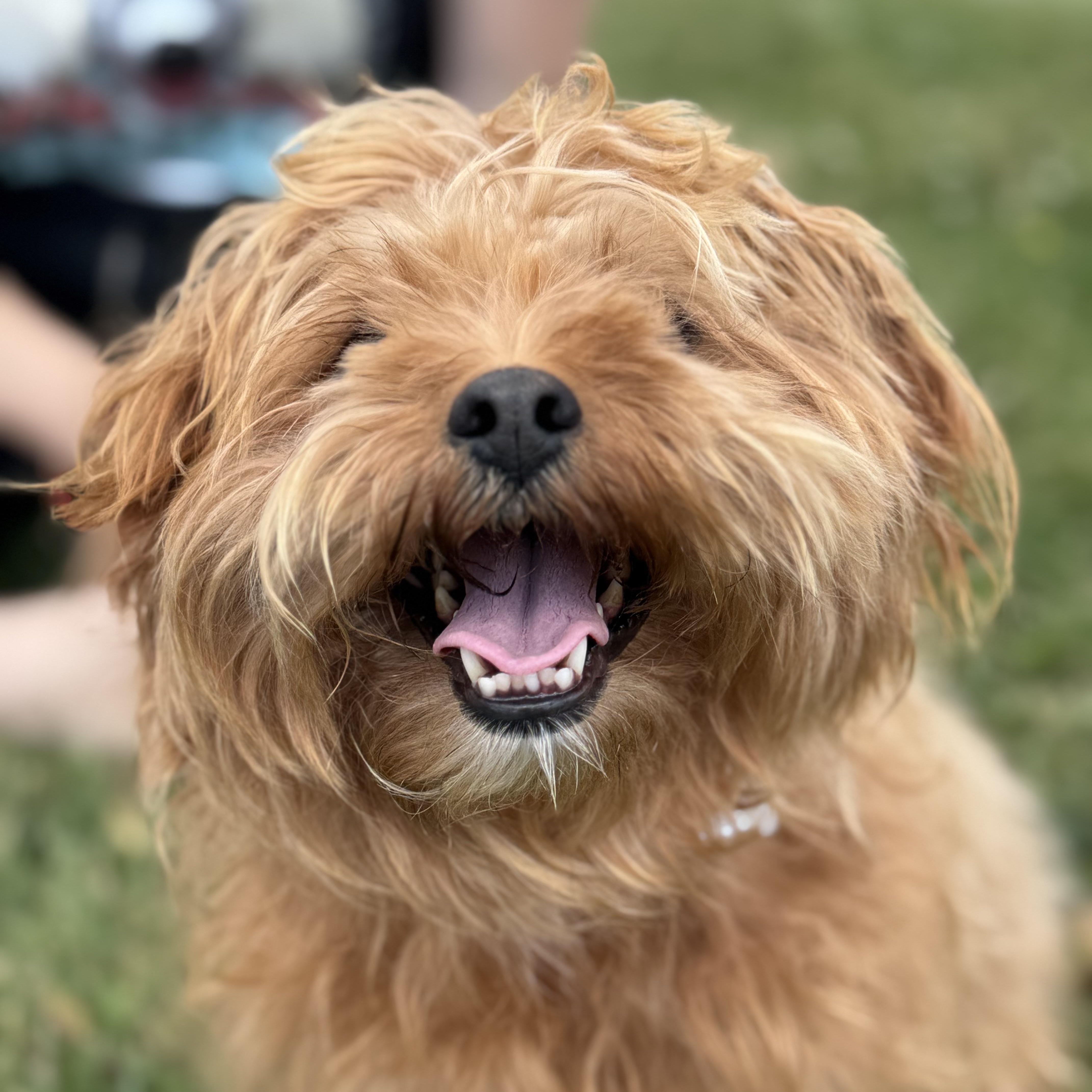 Mia AKA Duchess, an adopted mixed breed in St Catharines, ON image 3/6